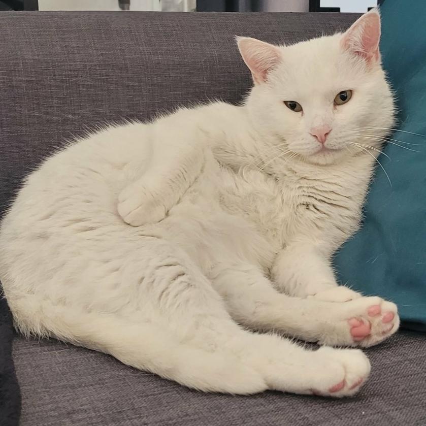 Photo de Snow Ball